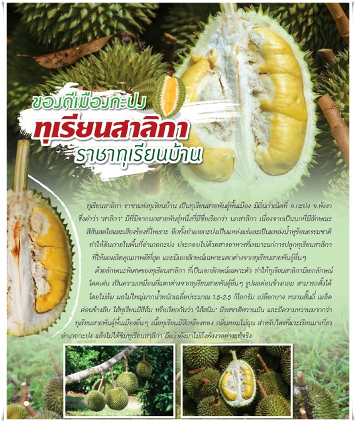 ทุเรียนสาลิกา